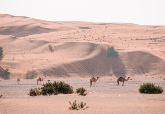 Camels in Wahiba Sands