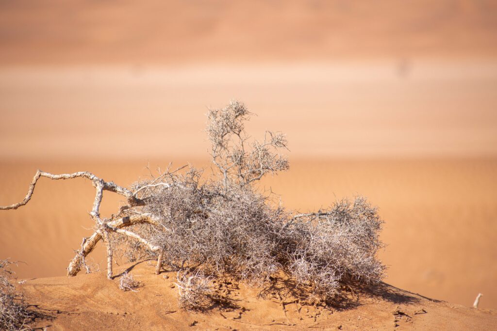 Dry spiky bush in Oman's desert