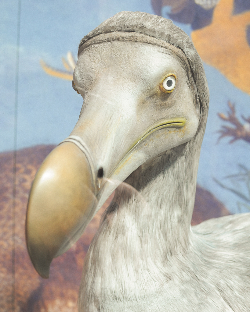 Oxford Dodo