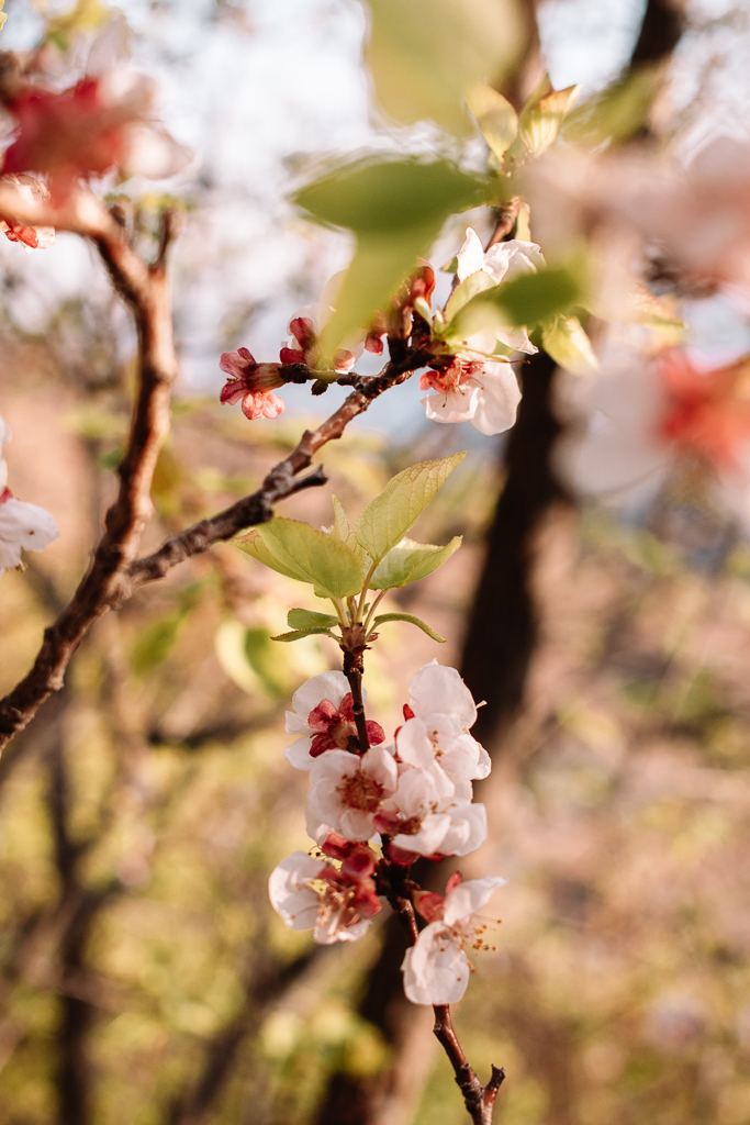 Apricot blossom