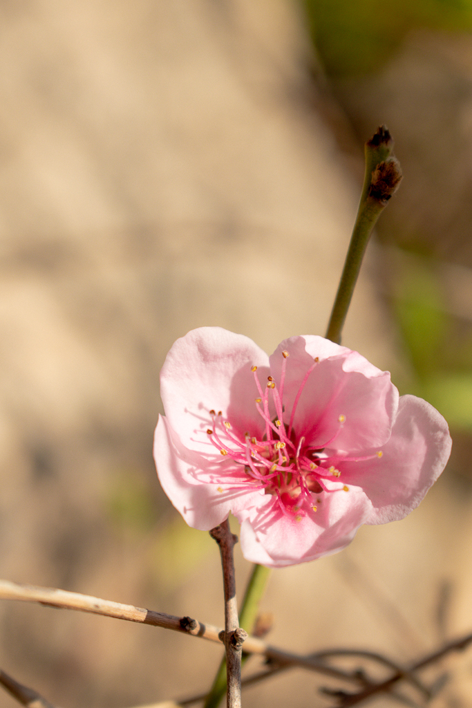 Pomegranate blossom