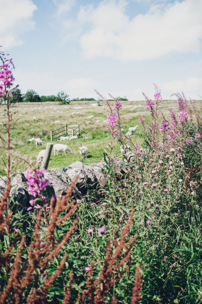 Wildflowers and sheep along Hadrian's Wall