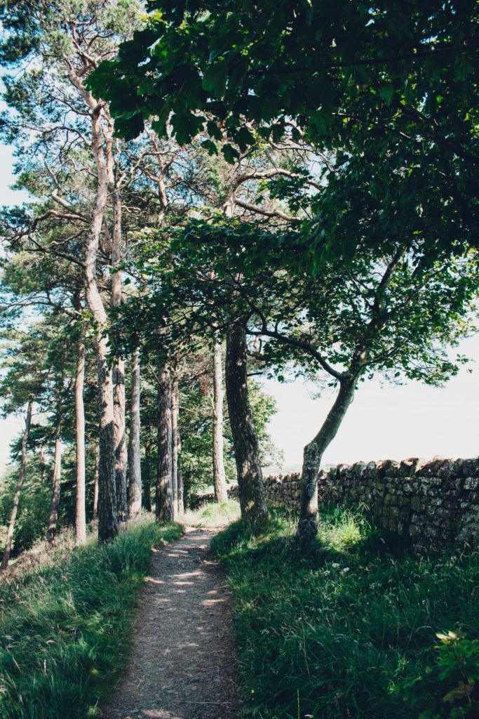 Wooded section of the Hadrian's Wall Path