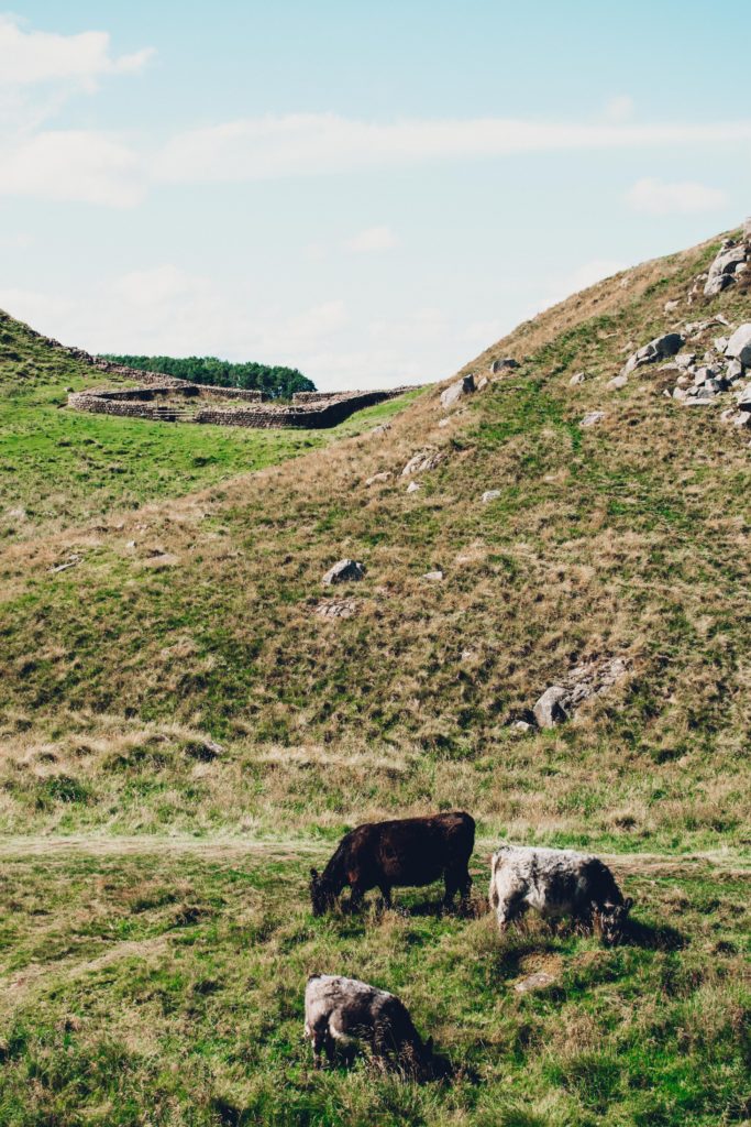 Cattle grazing along Hadrian's Wall
