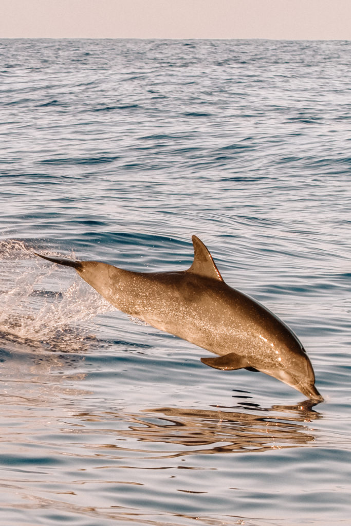 Dolphin jumping in evening light