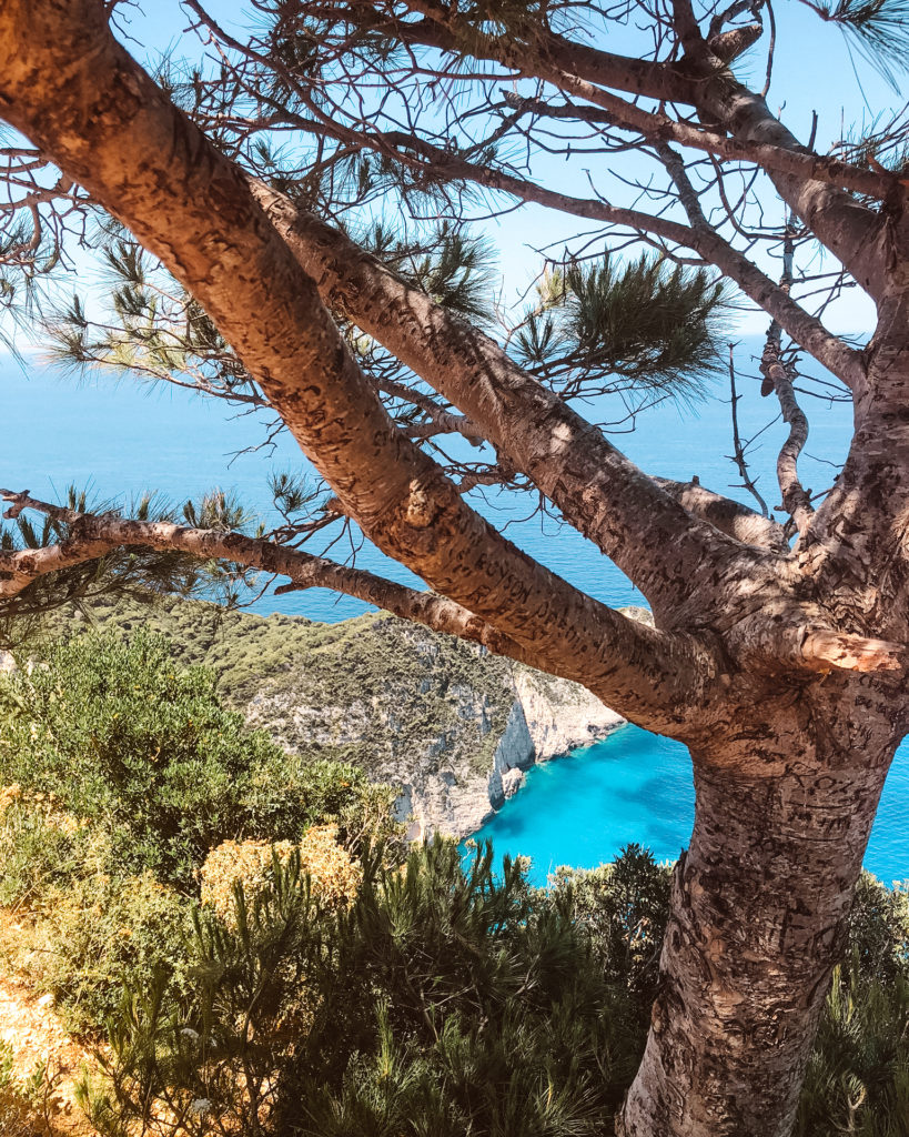 Trees, white cliffs and blue seas