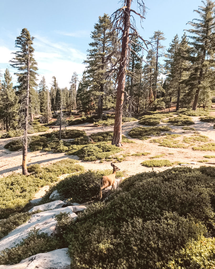 Deer running through scrub and bushes on Dewey Point