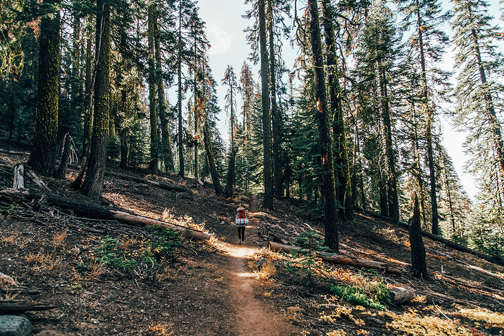 Woman hiking through trees on the Pohono Trail