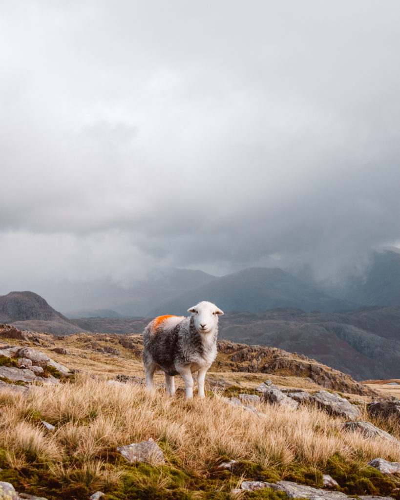 Sheep under rain clouds on Crinkle Crags