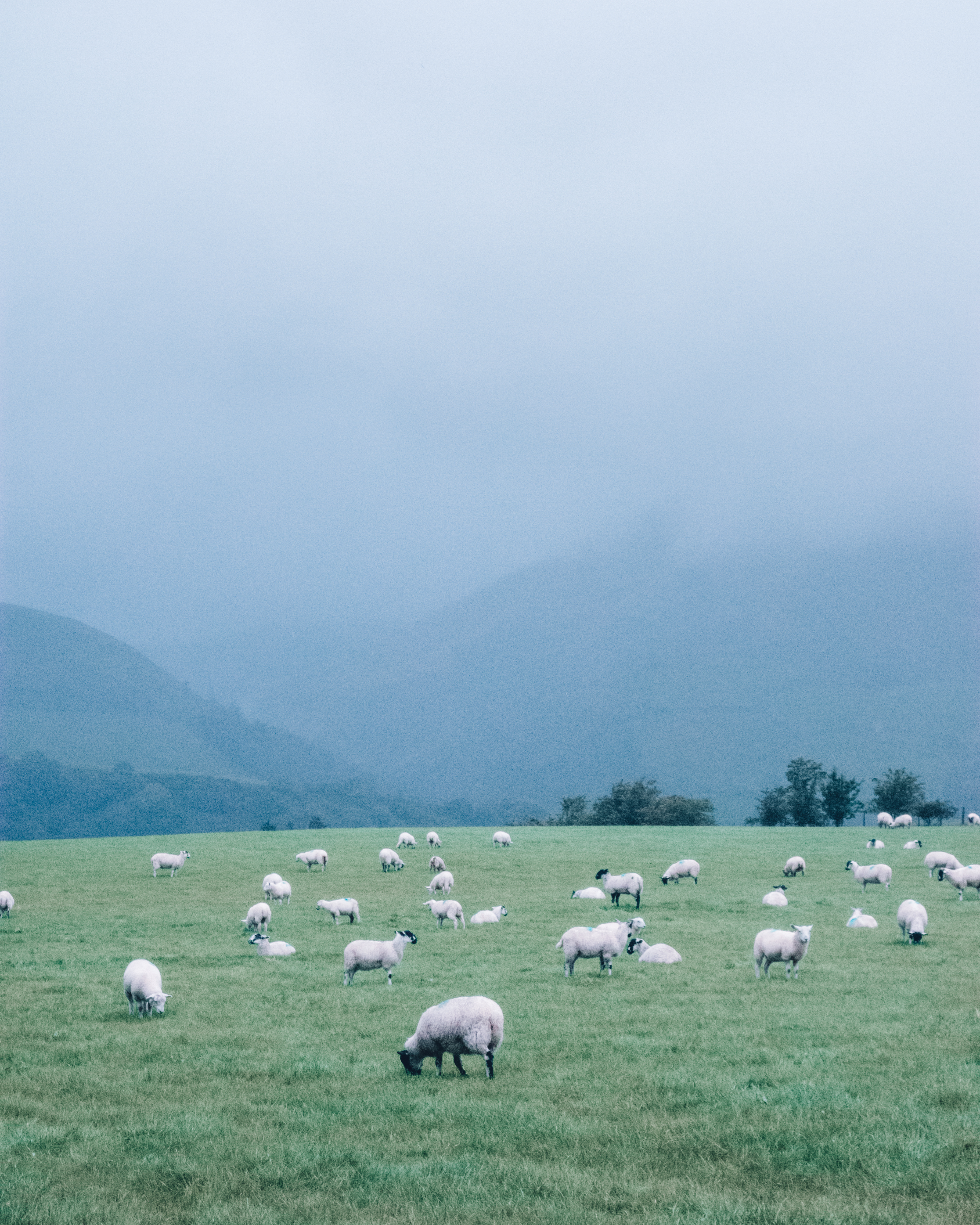 Rainy, foggy clouds above a field of sheep on a wet day in the Lake District