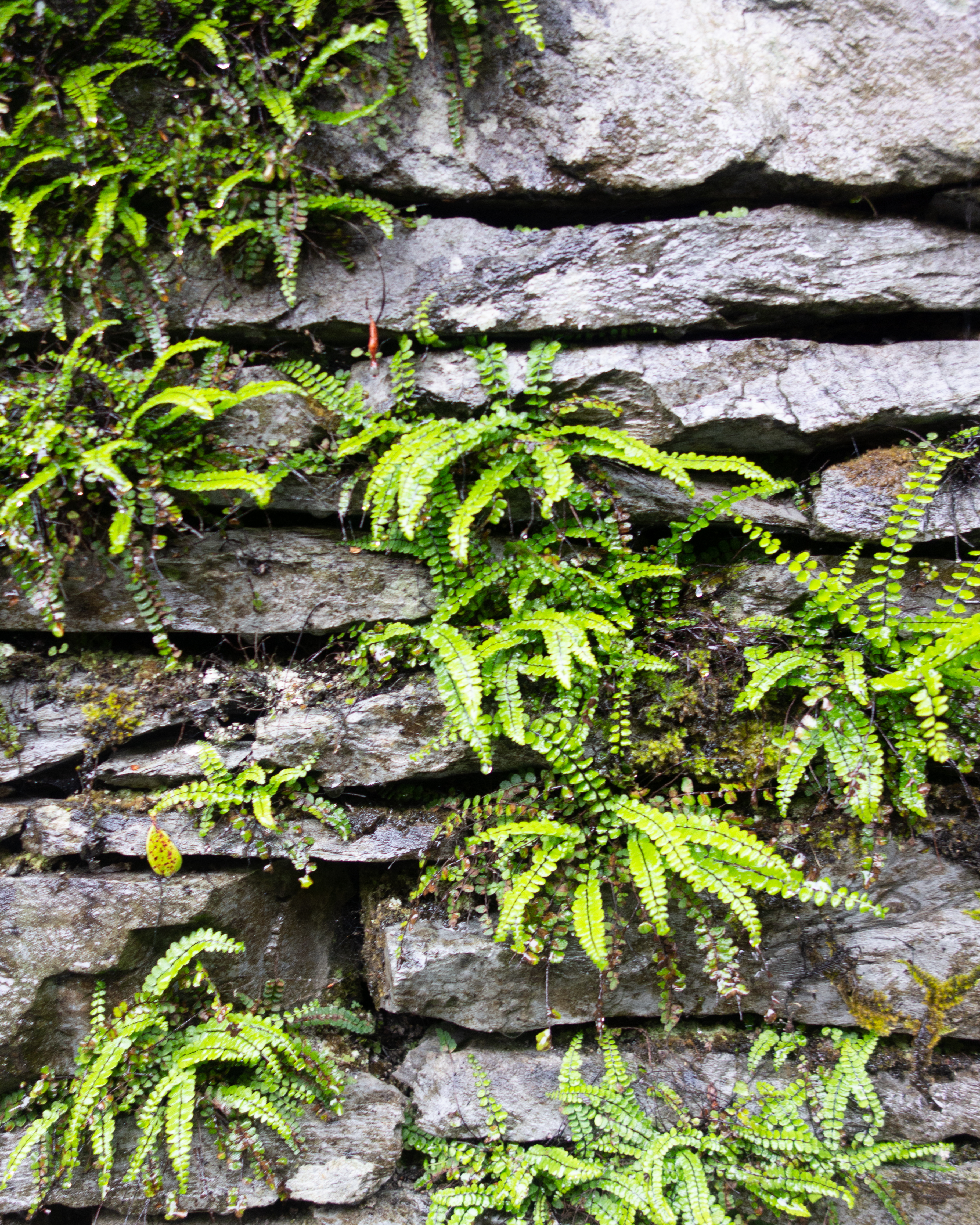 Green ferns growing out of a grey slate wall on a wet day in the Lake District