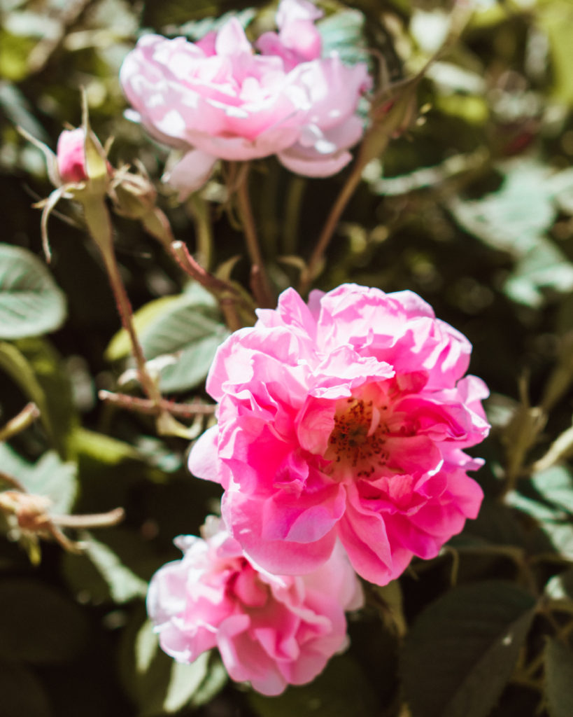 Pink damask roses in bloom on Jebel Akhdar