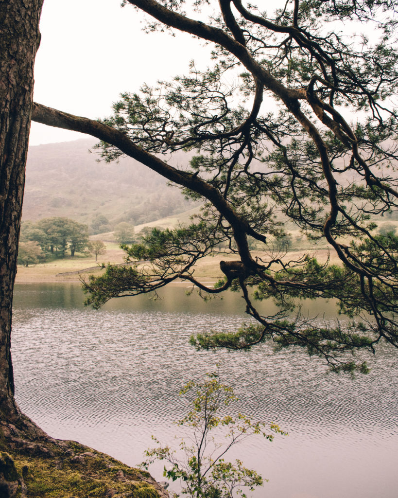 Blea Tarn on a rainy day seen through the trees along the shore