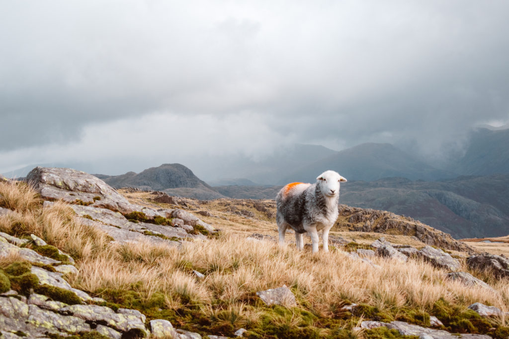 Grey Herdwick sheep on a wet Lake District hillside under stormy skies
