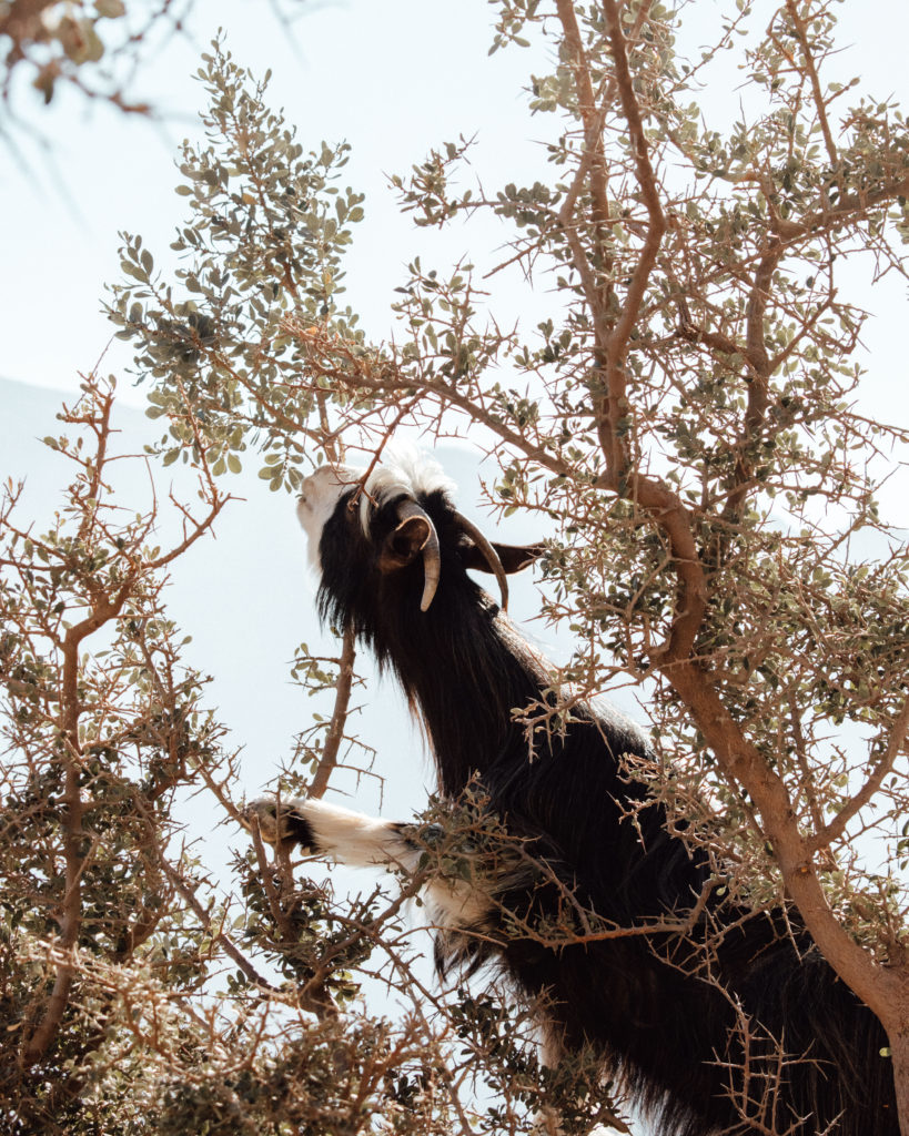 Goat in a tree on Jebel Shams!
