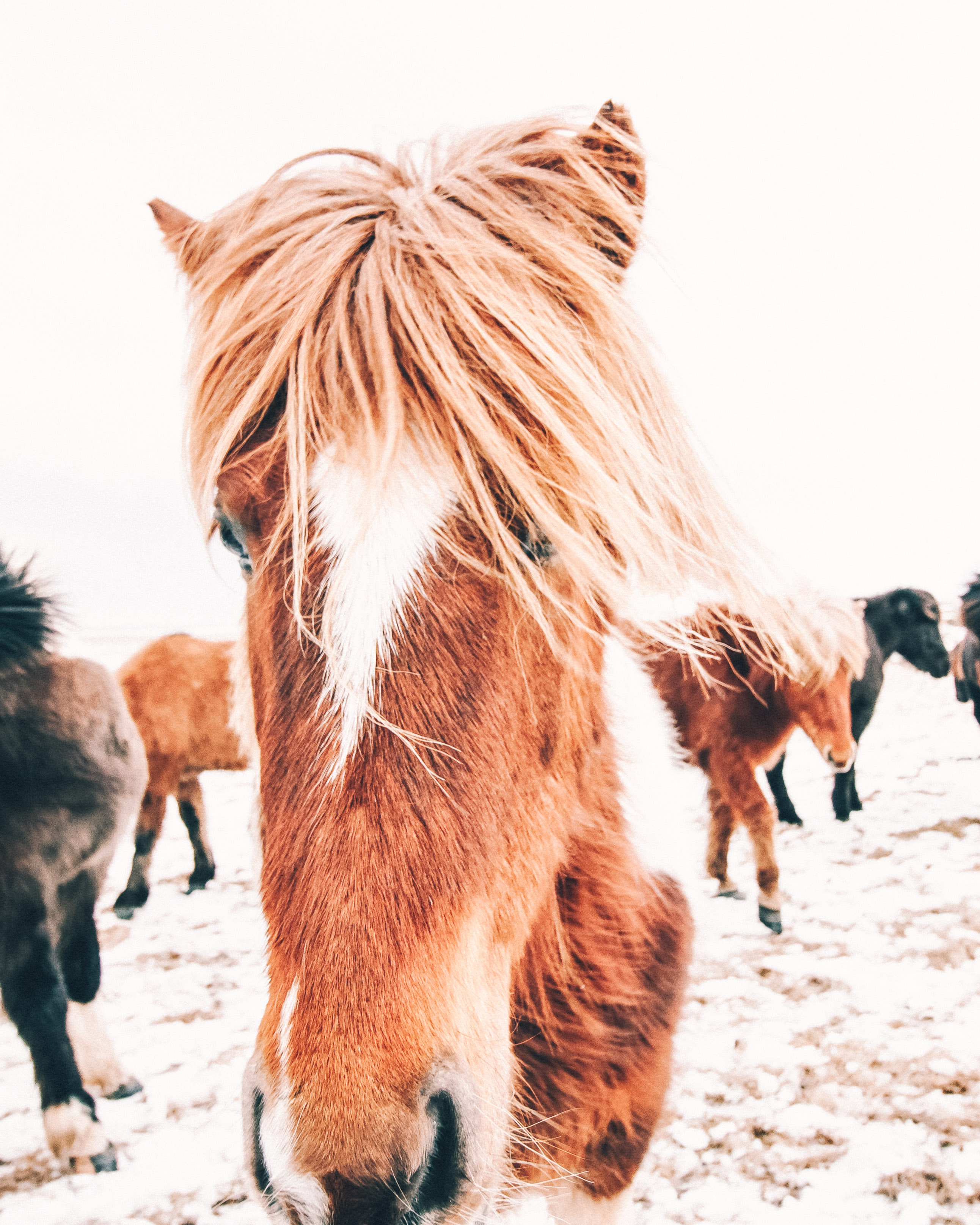 Caramel coloured Icelandic horse in the snow