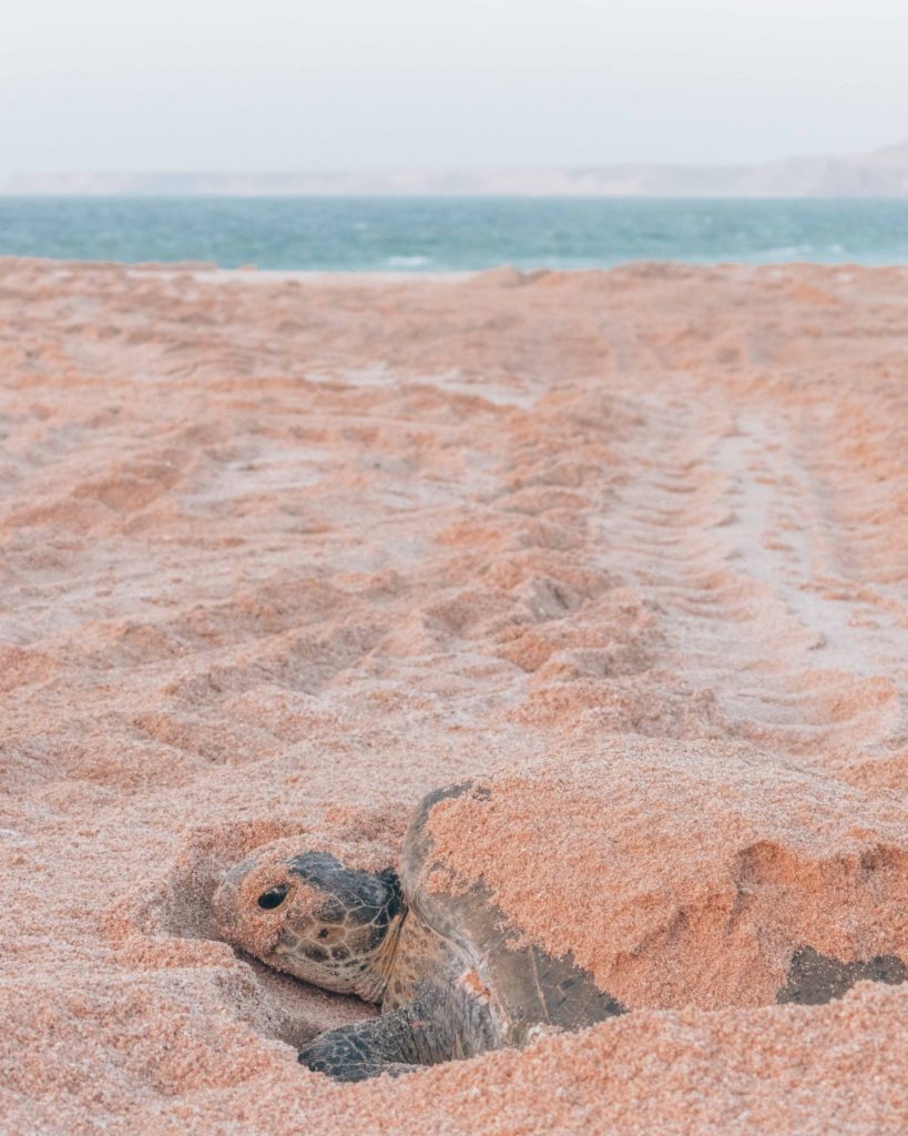 Large Green Turtle nesting at Ras al Jinz
