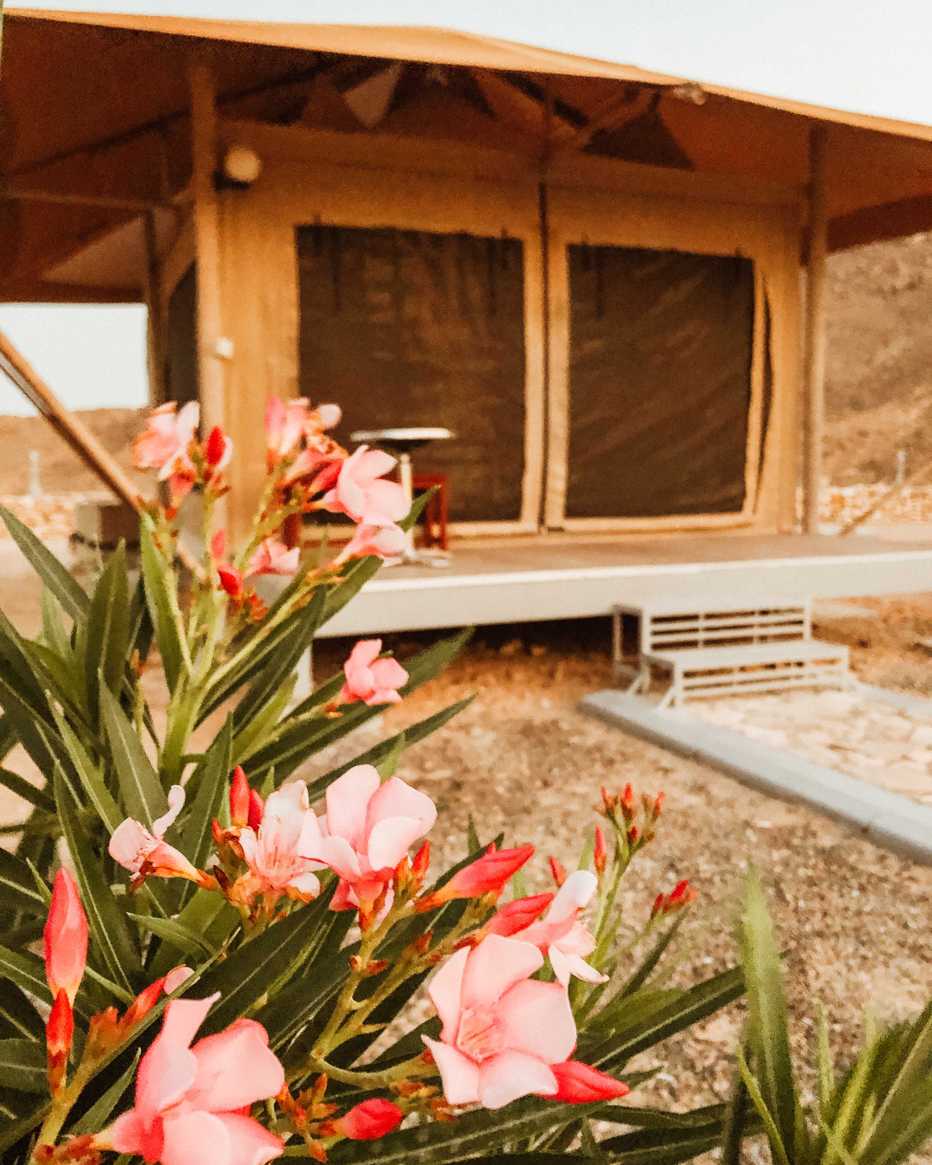 Pink flowers in front of a fixed eco tent at Ras al Jinz Nature Reserve
