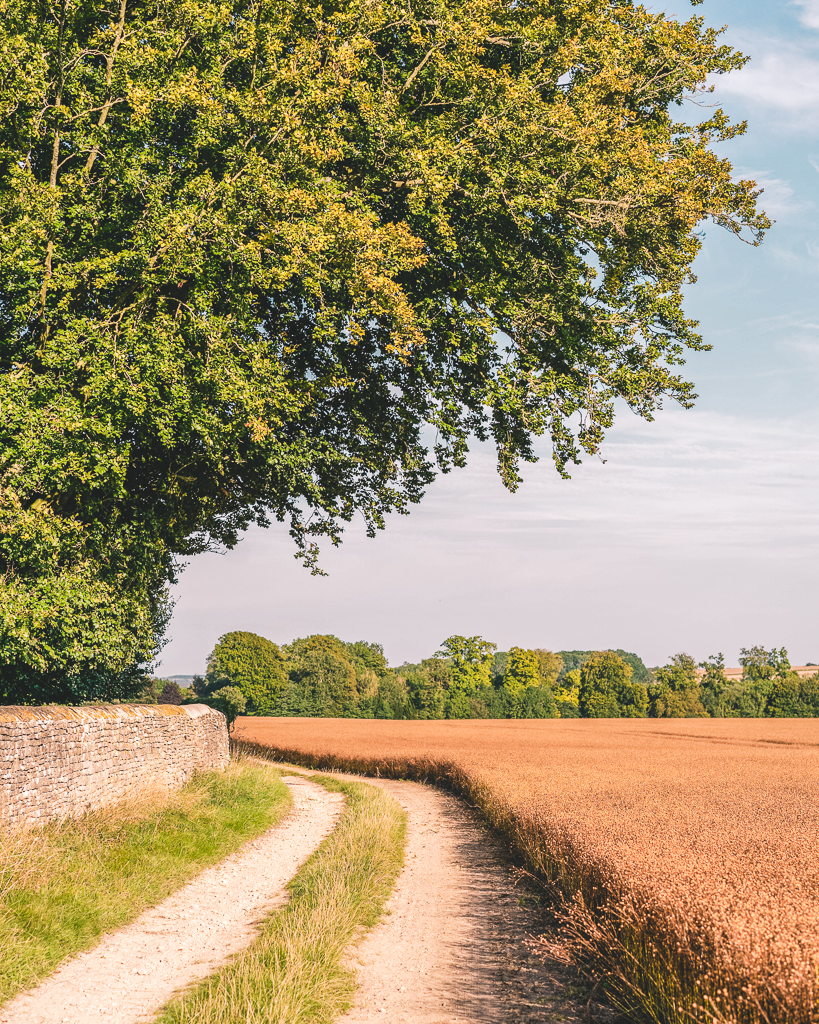 Summer's evening light on a path along the Cotswolds Way.