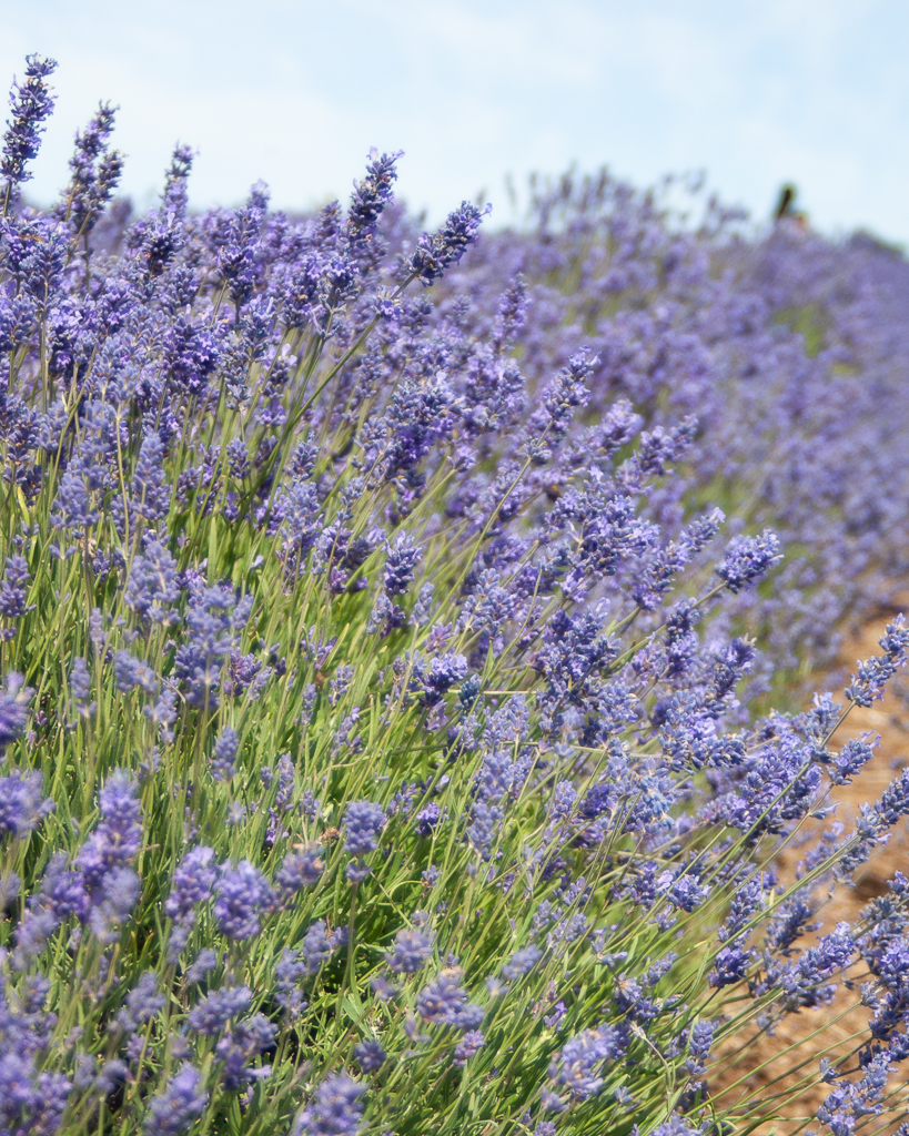 Row of lavender in Snowshill. 