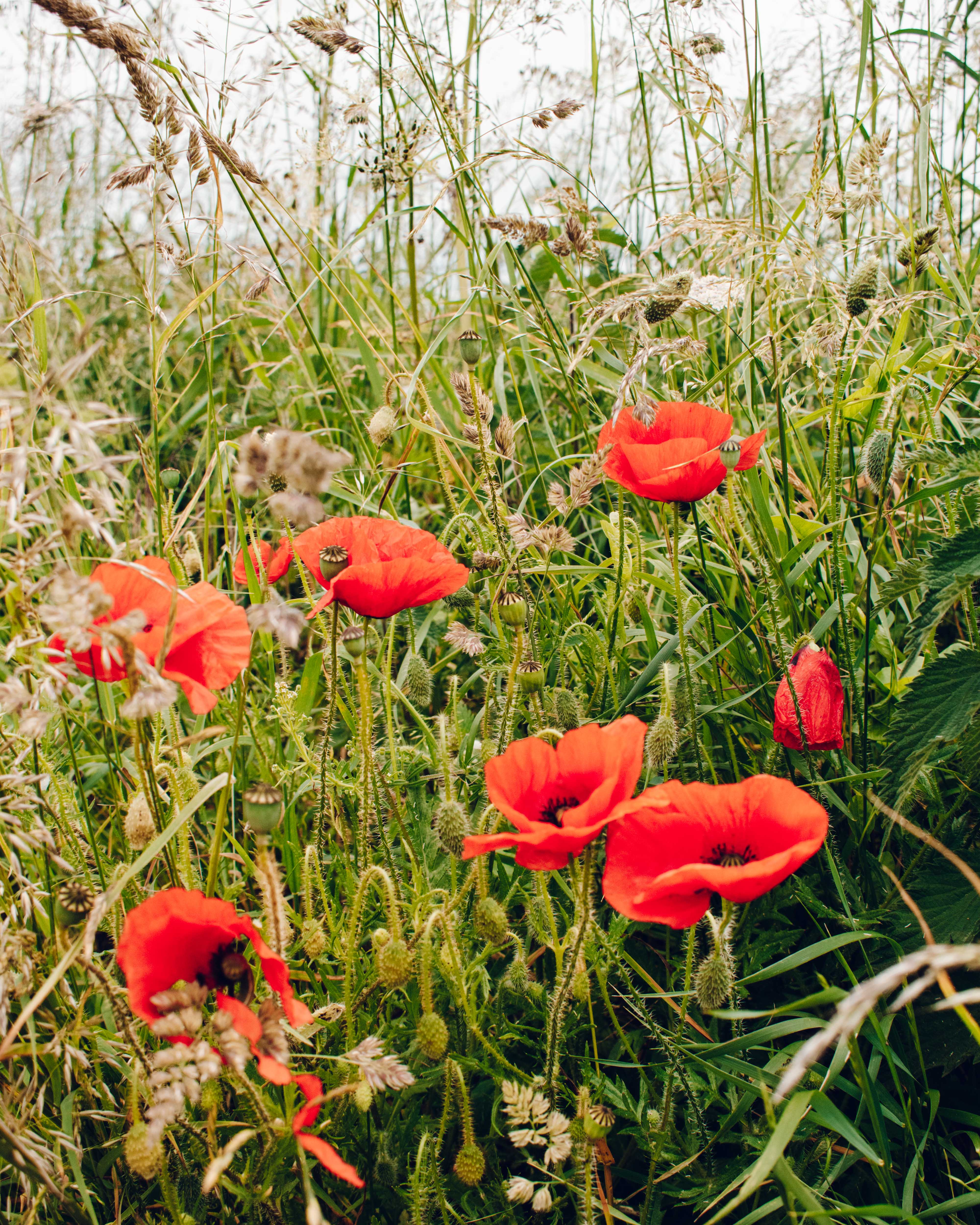 Bright red poppies growing in the verges in the Cotswolds.