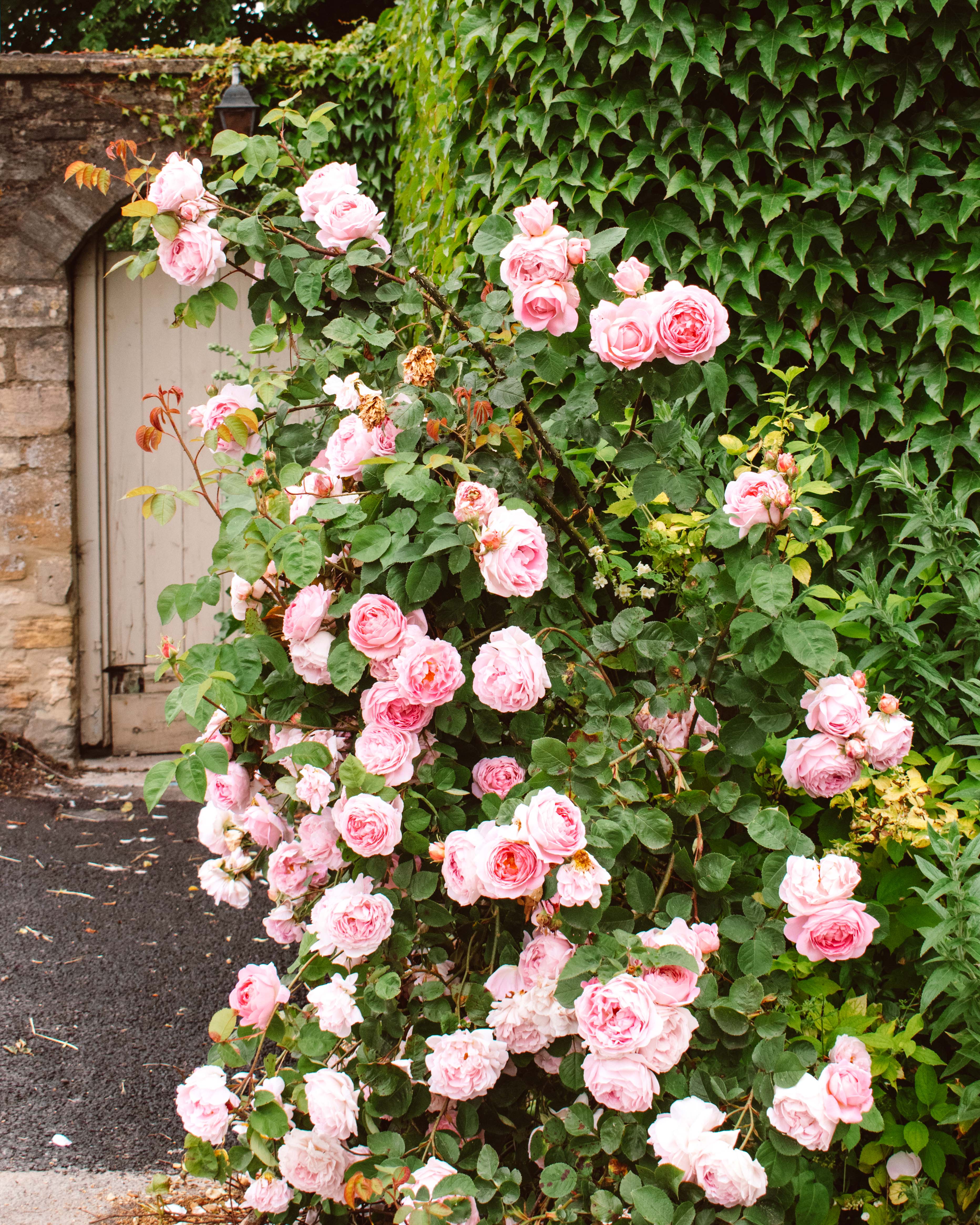 Bright pink roses on a green bush in Burford.