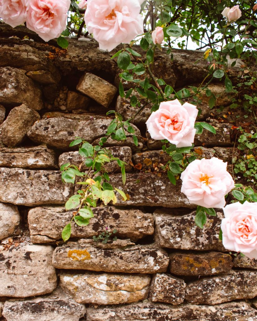 Pink trailing roses against a dry stone wall.