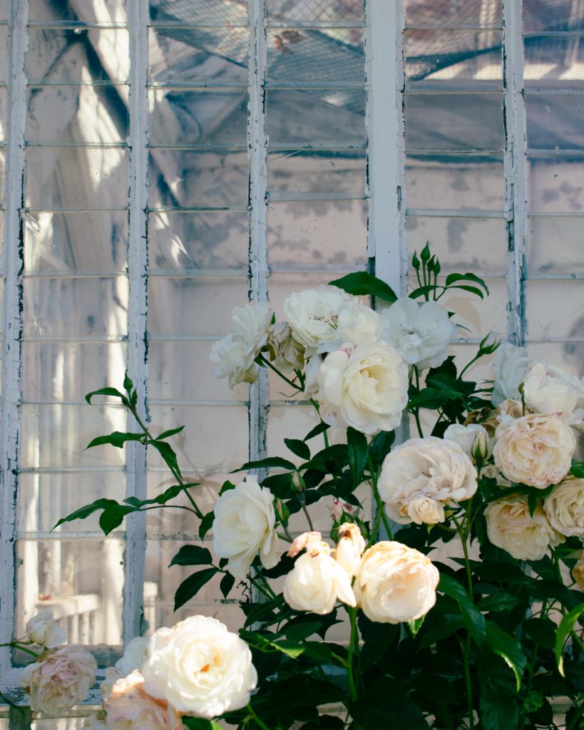 White roses climbing on a greenhouse at Abbotsford, the home of Sir Walter Scott in the Scottish Borders