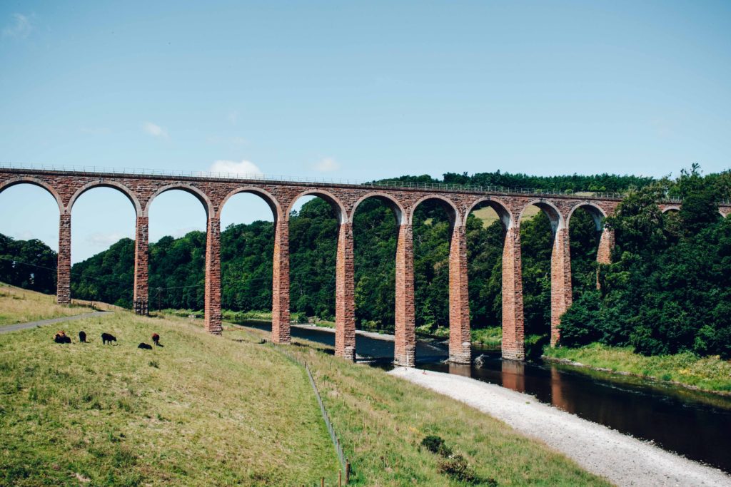 View of the brick arches of Leaderfoot Viaduct and cows in a field beside the River Tweed in The Scottish Borders
