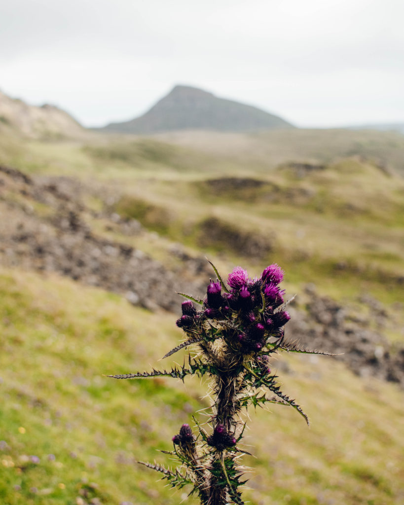 Deep purple thistle in the Quiraing