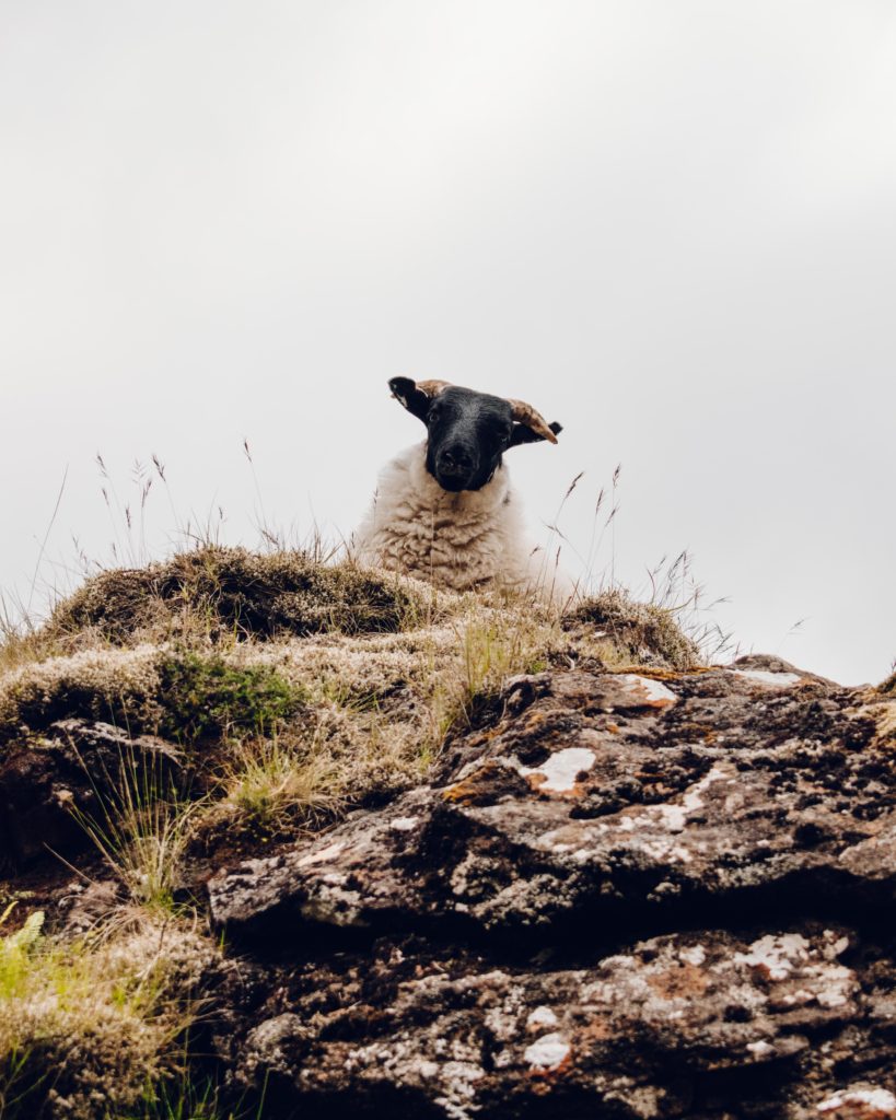 Sheep peering over a rock