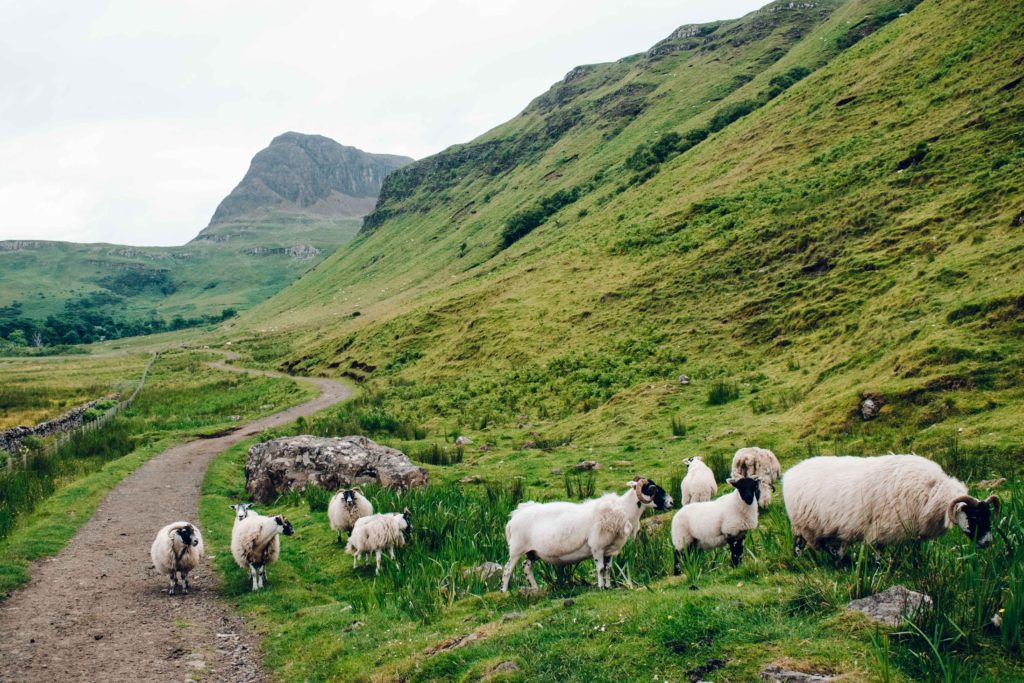 Group of sheep in amongst green landscapes and mountains on Skye