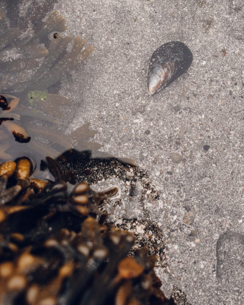 Small muscle in a rock pool
