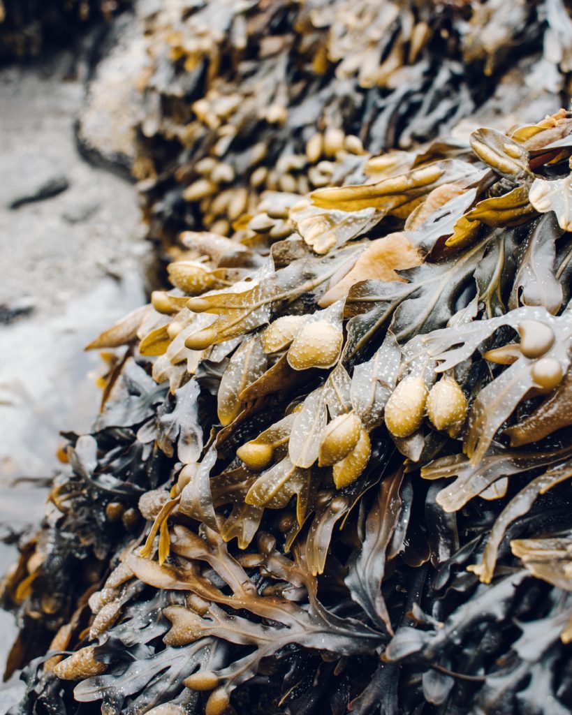 Dark seaweed on a rock at Glenbrittle beach