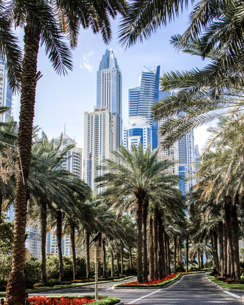 Dubai's skyscrapers seen through a row of green palm trees