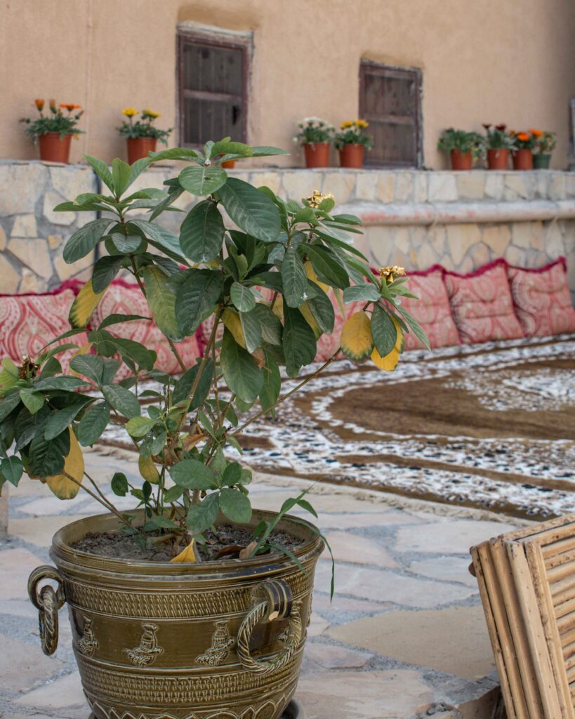 Green plant in gold pot decorated with Oman khanjar