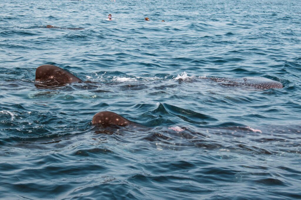Two whale shark fins sticking up above the water of the Gulf of Oman