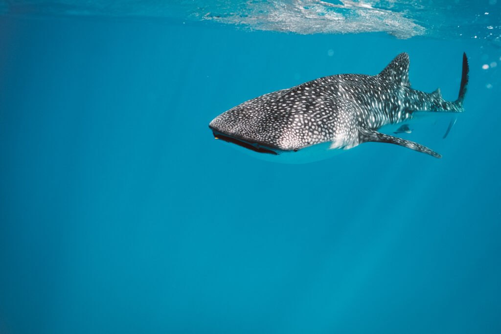 Black and white spotted Whale Shark swimming directly towards the camera in blue water
