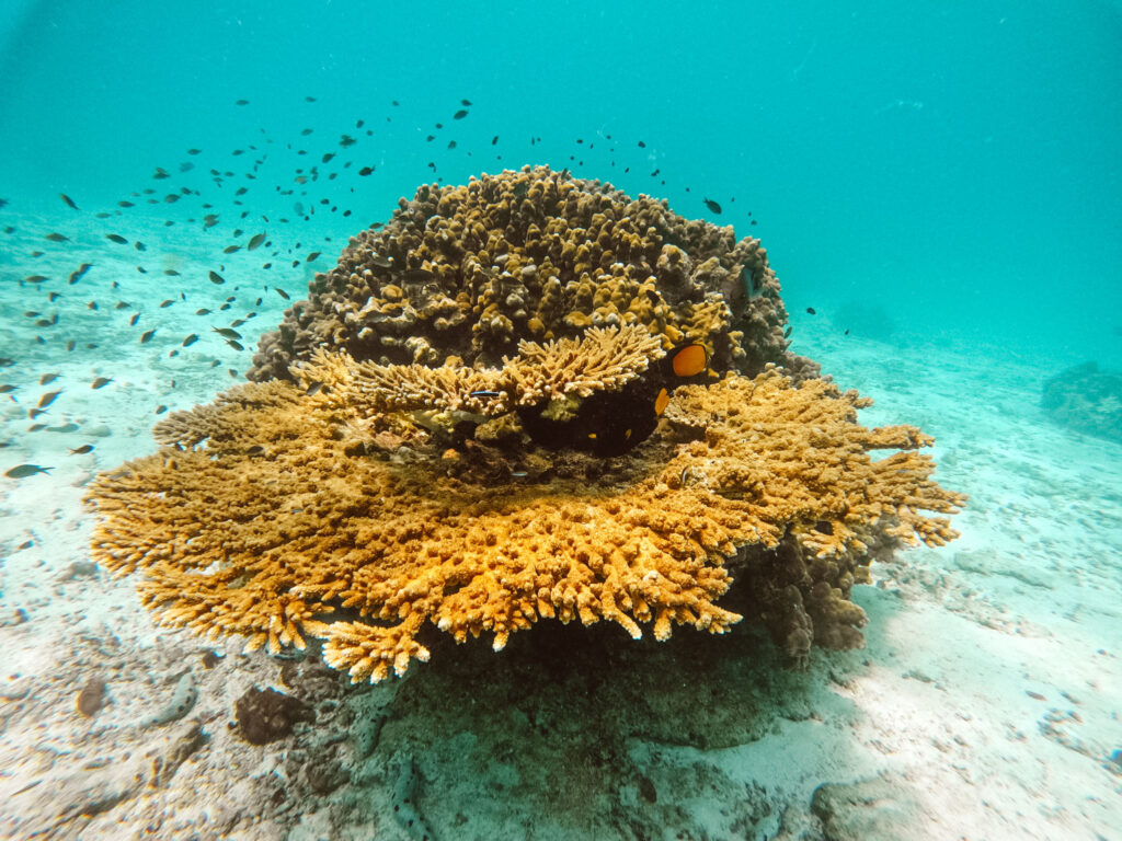 Large rock covered in coral and fish underwater at the Daymaniyat Islands