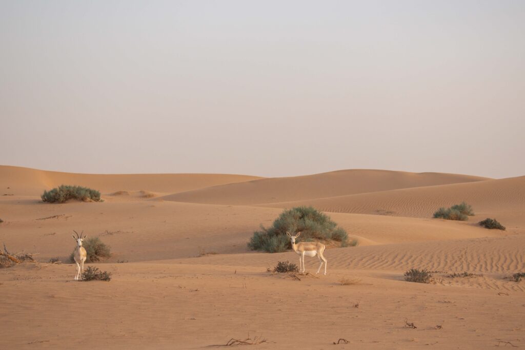 Two small Oryx look directly at the camera in the sand dunes outside Dubai
