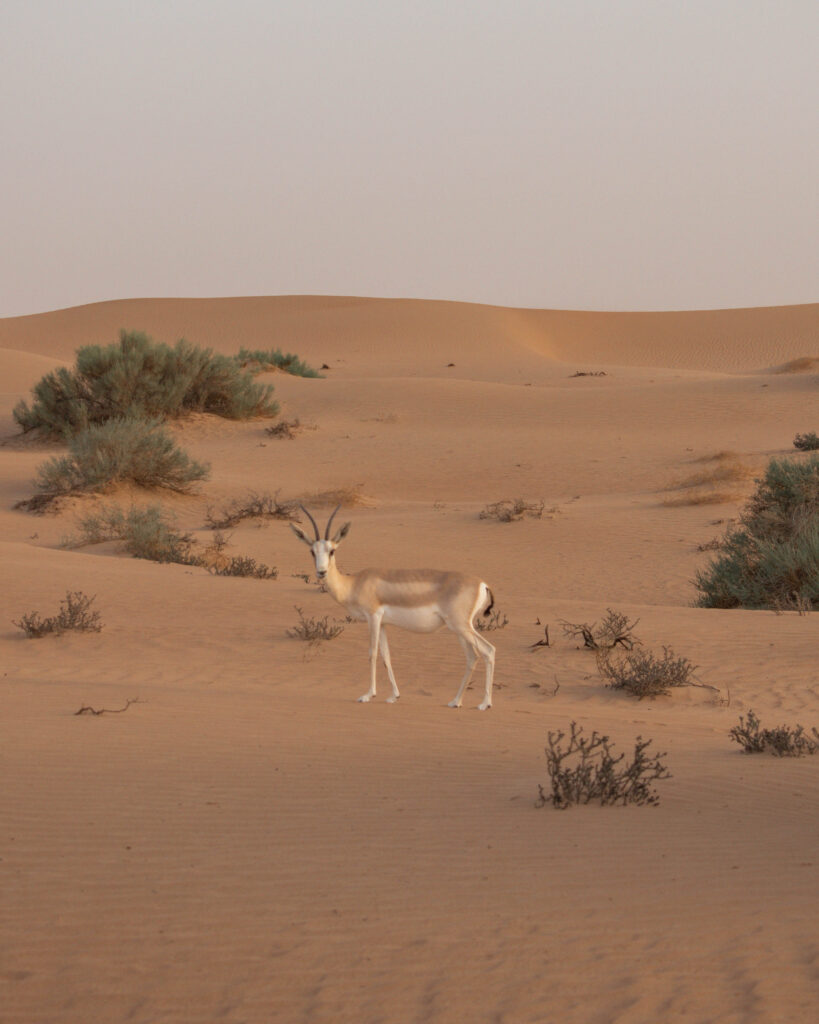 Small Oryx looking at camera in sand dunes of Dubai