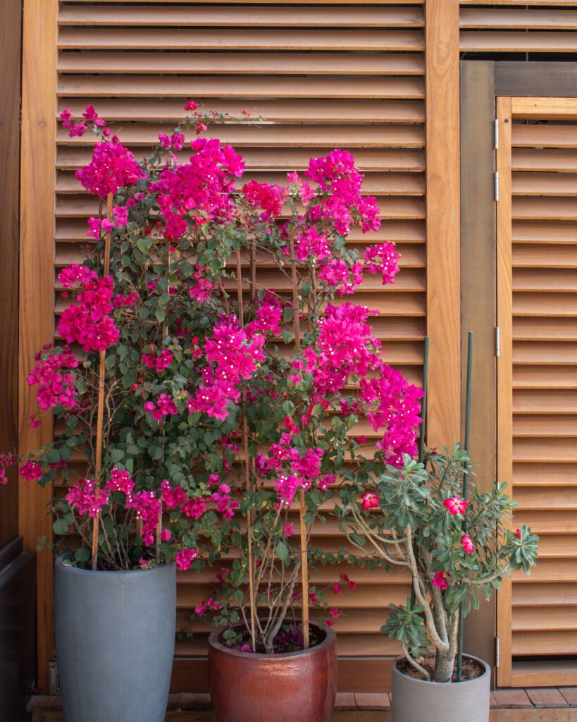 Pink flowers on green potted plants in front of wooden slatted shades