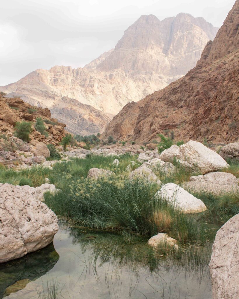 Green reeds in water pool at bottom of rocky mountain slopes in Wadi Al Abraeen, Oman