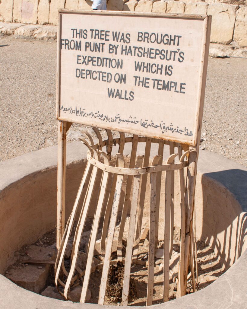 Sign showing remains of a tree outside Hatshepsut's Temple, Egypt