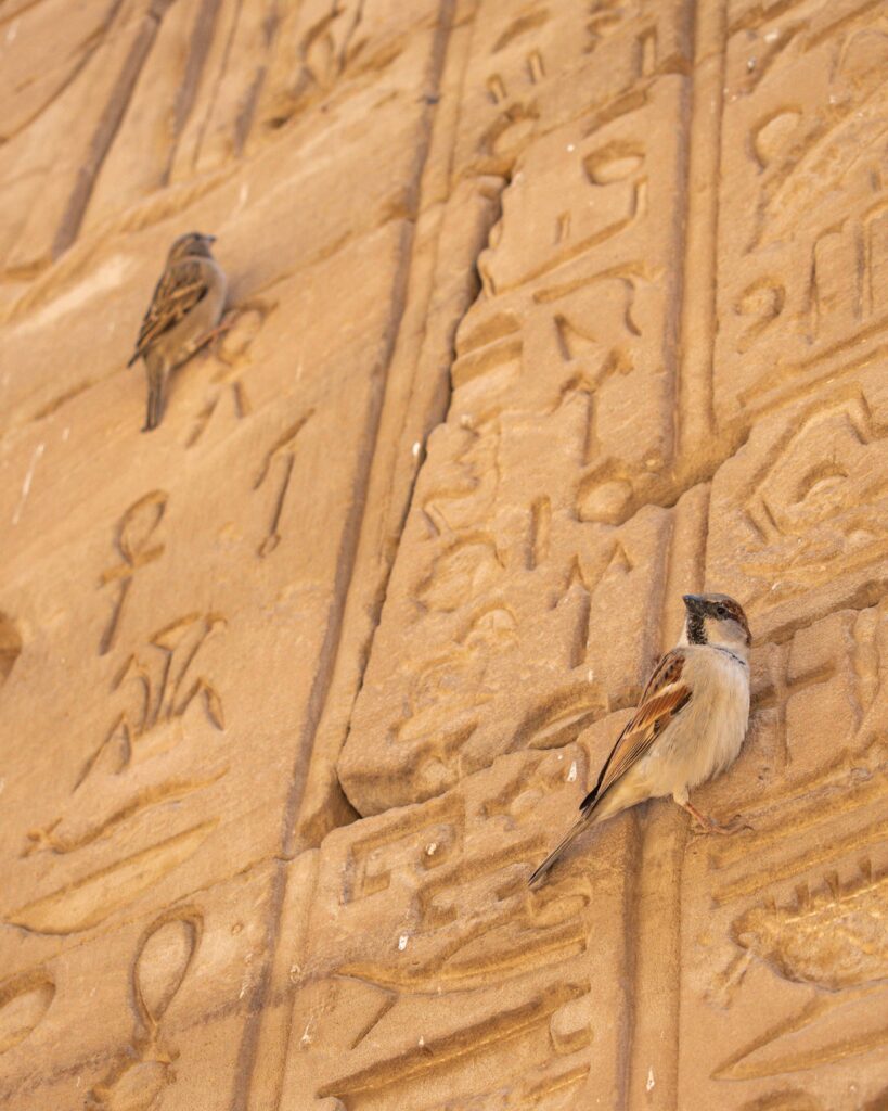 Two small birds perched on the carvings on the wall of Edfu Temple