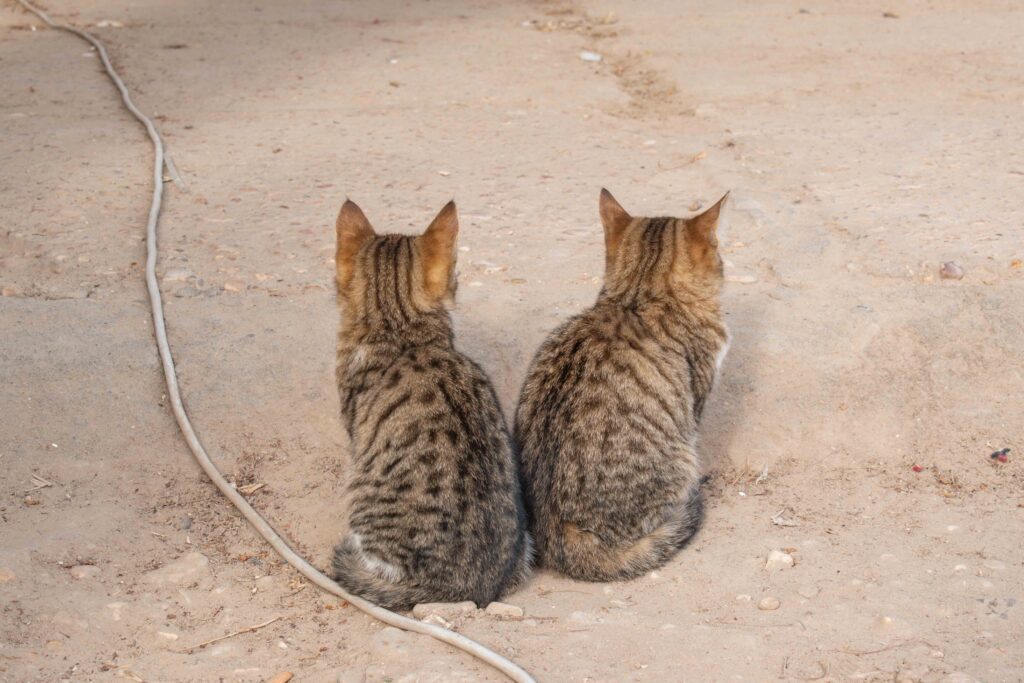 Two tortoiseshell kittens sitting not the ground with their back to the camera at Karnak Temple