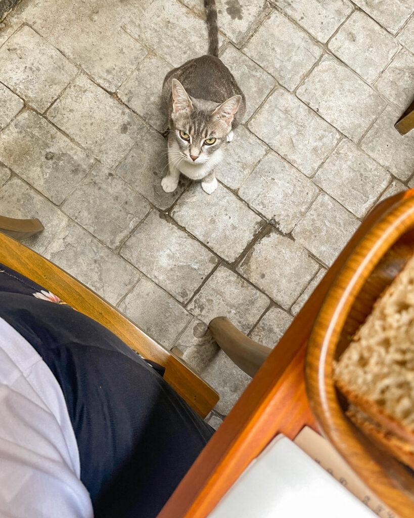 Cat beneath a cafe table