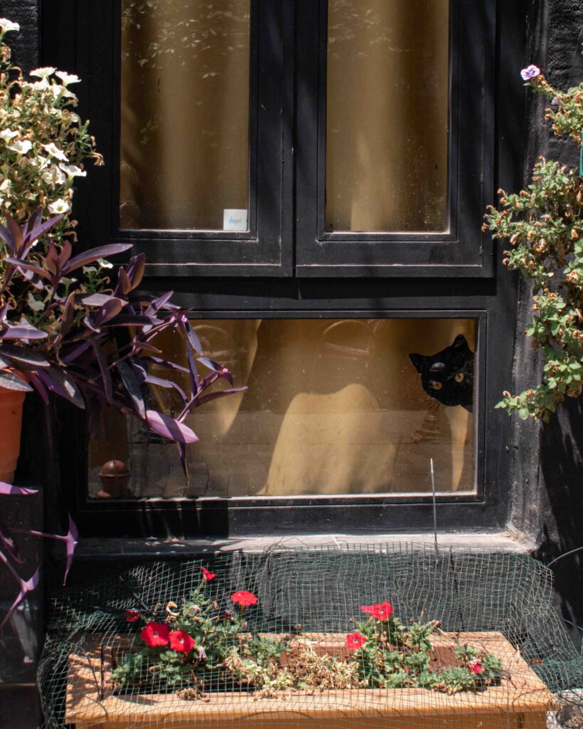 Painted cat on a window, Istanbul