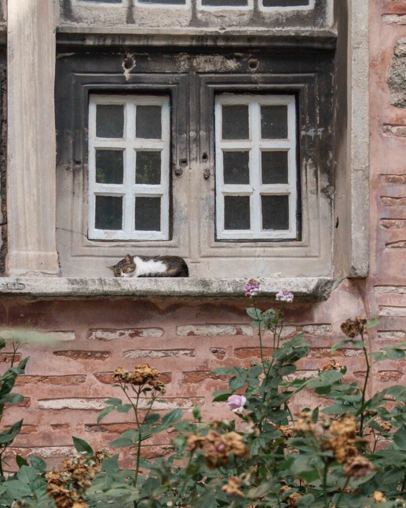 Cat on a stone ledge, Istanbul 