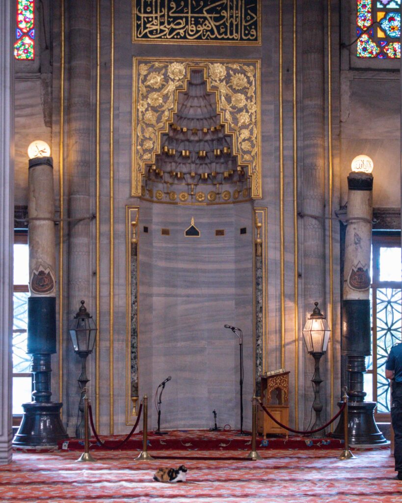 Cat sat on the carpet in the Blue Mosque, Istanbul 
